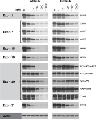Case Report: Afatinib Treatment in a Patient With NSCLC Harboring a Rare EGFR Exon 20 Mutation
